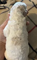 Cream parti female , a female Goldendoodle for sale in Farwell, MI – 2 of 2