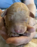 Red male 2, a male Goldendoodle for sale in Farwell, MI – 2 of 2