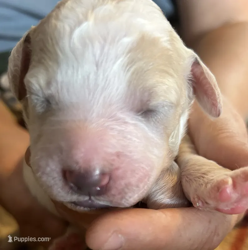 Cream parti male – Goldendoodle puppy for sale in Farwell, MI