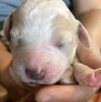 Cream parti male, a male Goldendoodle for sale in Farwell, MI – 1 of 2