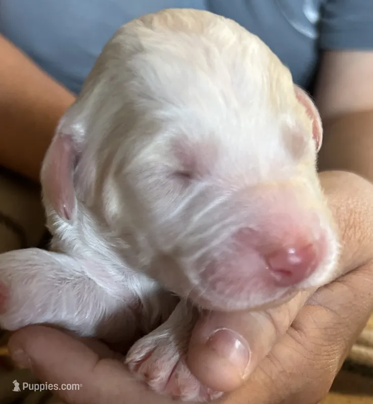 Cream parti female – Goldendoodle puppy for sale in Farwell, MI
