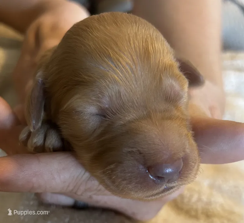 Red male – Goldendoodle puppy for sale in Farwell, MI
