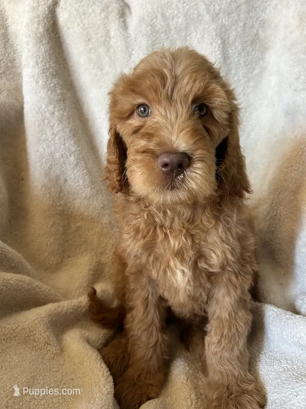 Red female – Goldendoodle puppy for sale in Farwell, MI