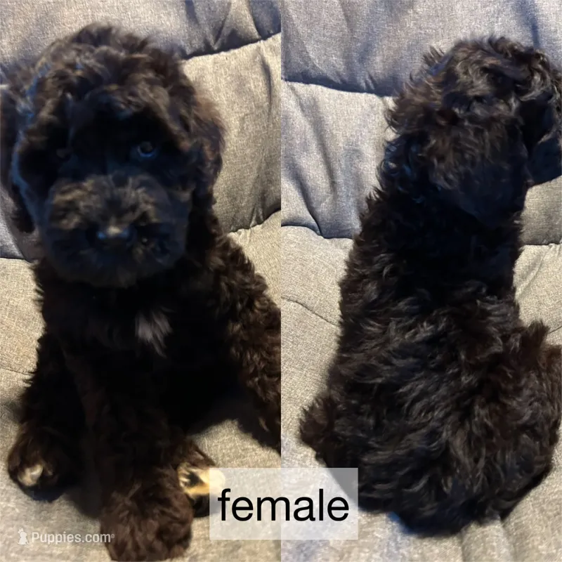 Black female – Goldendoodle puppy on hold in Farwell, MI