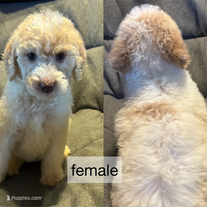 Parti female stella – Goldendoodle puppy for sale in Farwell, MI