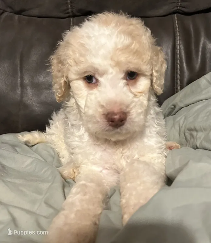 Cream parti female – Goldendoodle puppy for sale in Farwell, MI