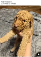 Red male, a male Goldendoodle for sale in Farwell, MI – 1 of 3