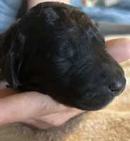 Black male, a male Goldendoodle for sale in Farwell, MI – 2 of 2