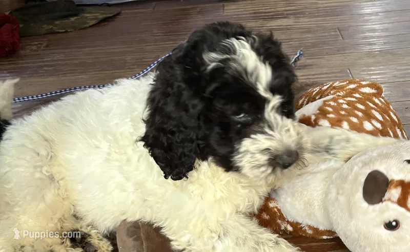 Harley – Goldendoodle puppy for sale in Farwell, MI