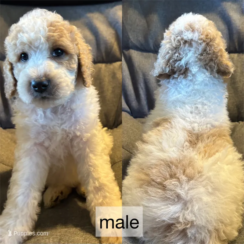 Parti male – Goldendoodle puppy for sale in Farwell, MI