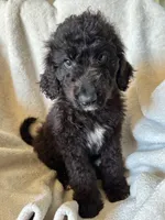 Black male, a male Goldendoodle for sale in Farwell, MI – 2 of 2
