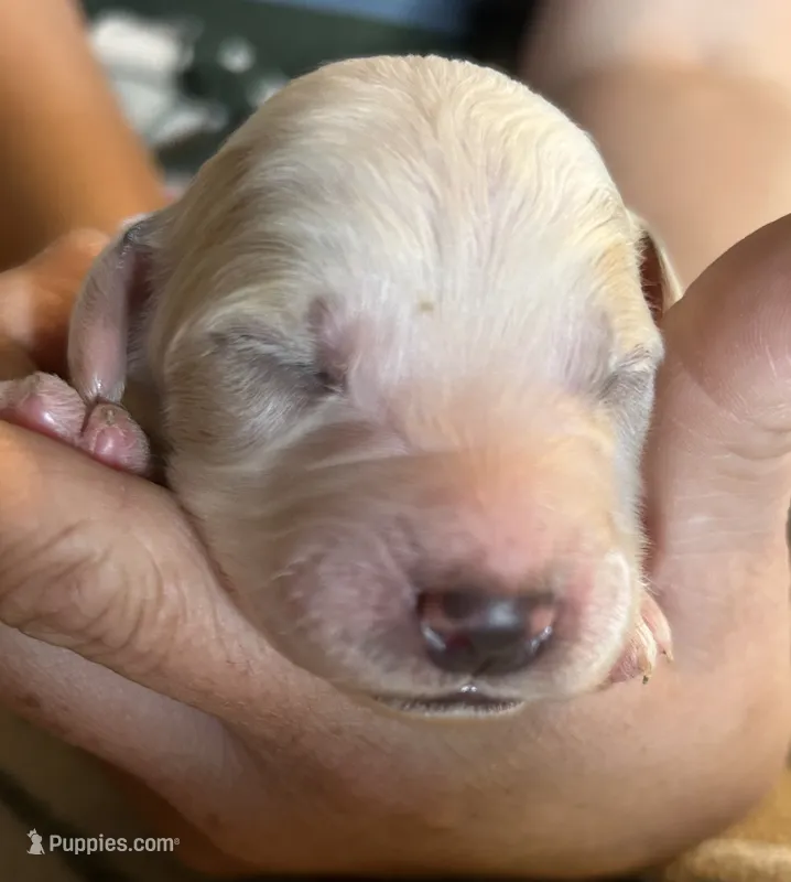 Cream parti male – Goldendoodle puppy for sale in Farwell, MI