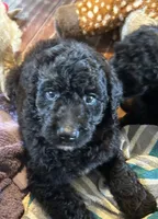 Black male, a male Goldendoodle for sale in Farwell, MI – 1 of 2