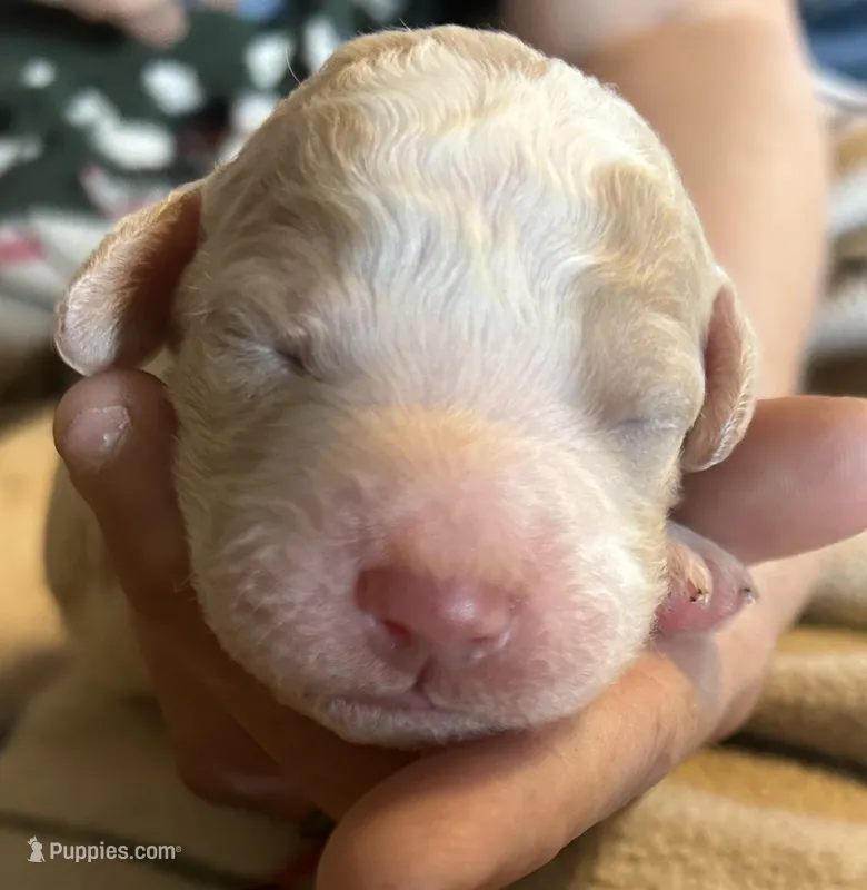 Cream parti female – Goldendoodle puppy for sale in Farwell, MI