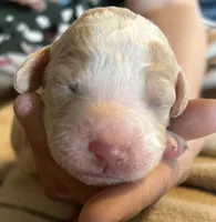 Cream parti female, a female Goldendoodle for sale in Farwell, MI – 1 of 2