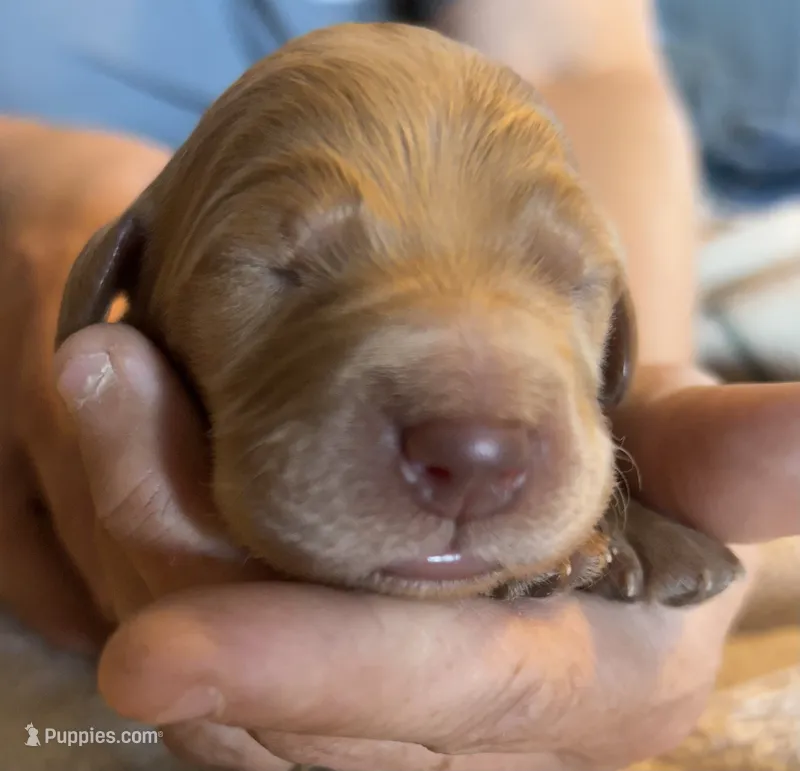 Red female – Goldendoodle puppy for sale in Farwell, MI