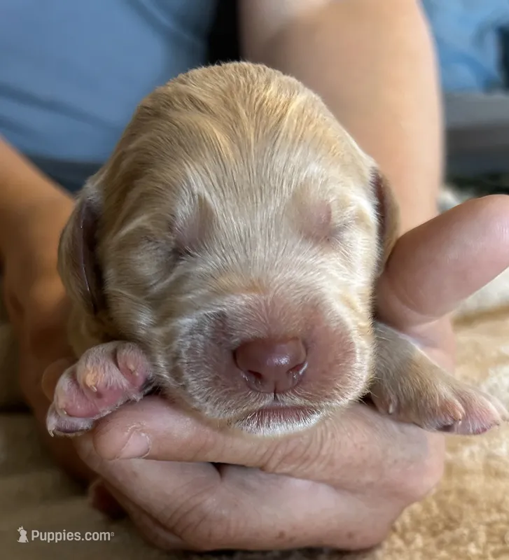 Cream male – Goldendoodle puppy for sale in Farwell, MI