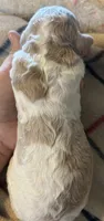 Cream parti female, a female Goldendoodle for sale in Farwell, MI – 2 of 2
