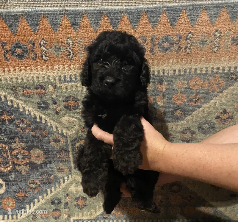 Black male – Goldendoodle puppy for sale in Farwell, MI