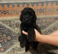 Black male, a female Goldendoodle for sale in Farwell, MI – 1 of 1