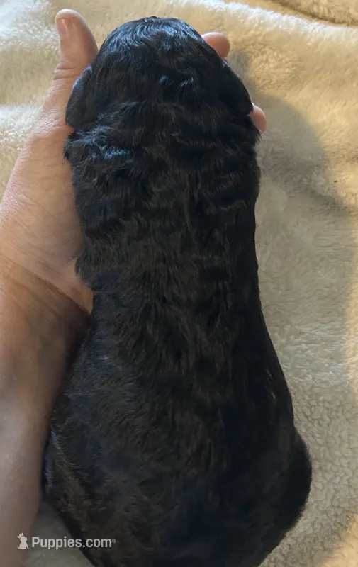 Black male – Goldendoodle puppy for sale in Farwell, MI