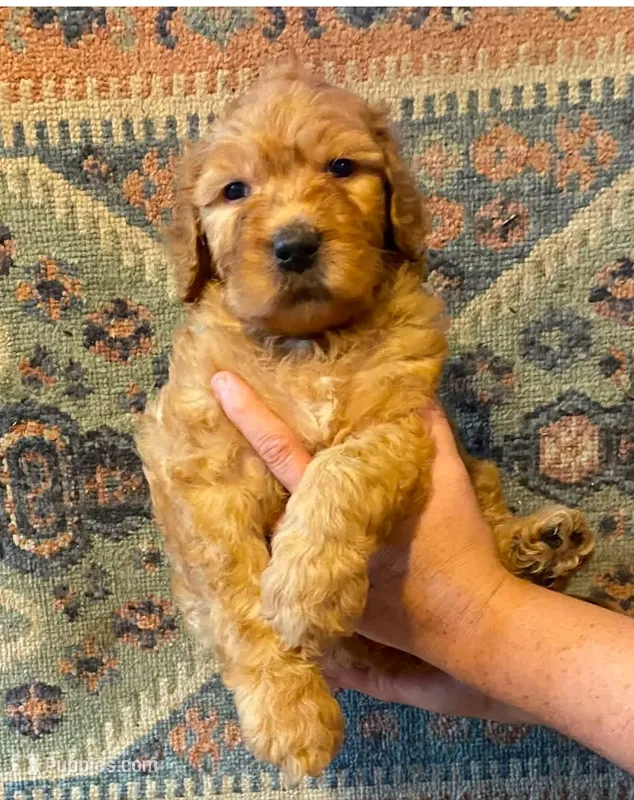 Red male – Goldendoodle puppy for sale in Farwell, MI