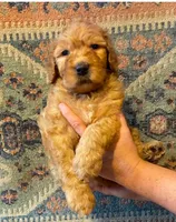 Red male, a male Goldendoodle for sale in Farwell, MI – 1 of 1
