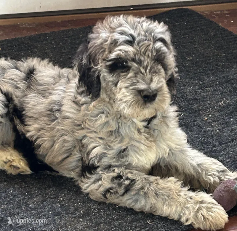 Stormy – Goldendoodle puppy for sale in Farwell, MI