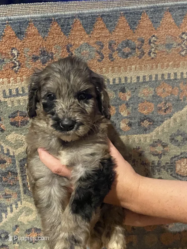 Merle male – Goldendoodle puppy for sale in Farwell, MI