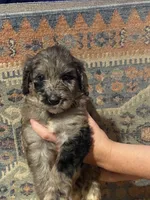 Merle male, a female Goldendoodle for sale in Farwell, MI – 1 of 1