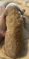 Cream female, a female Goldendoodle for sale in Farwell, MI – 2 of 2