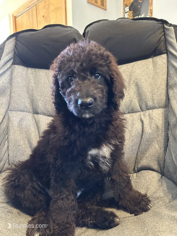 Black male – Goldendoodle puppy for sale in Farwell, MI