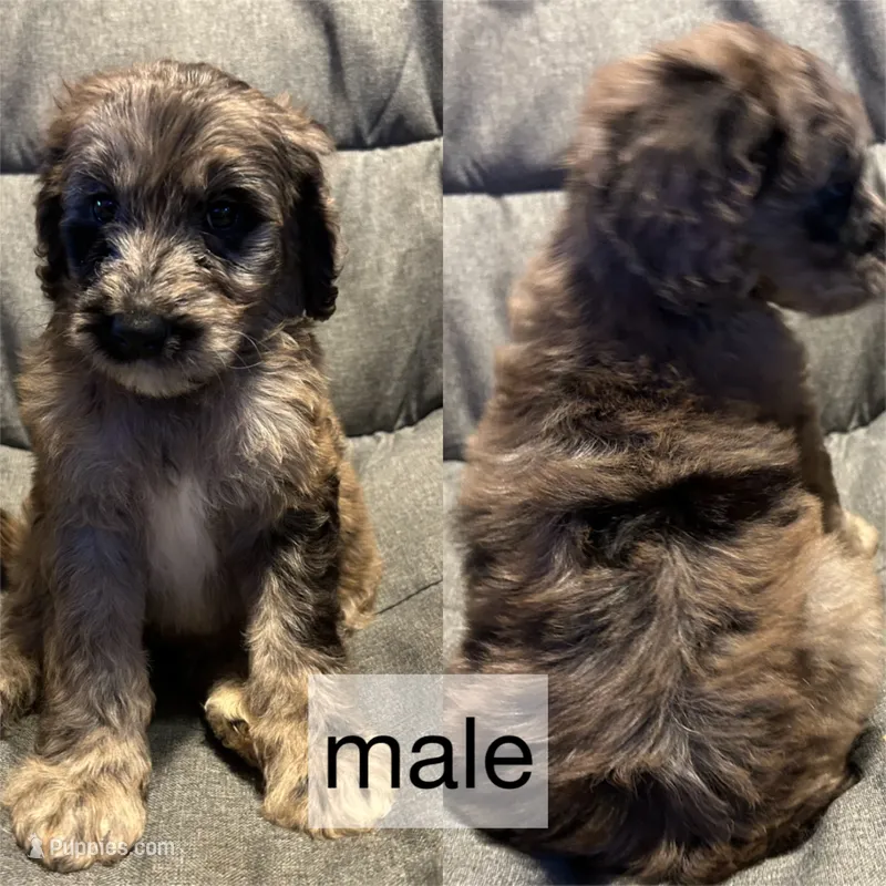 Merle male – Goldendoodle puppy on hold in Farwell, MI