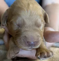 Red male, a male Goldendoodle for sale in Farwell, MI – 2 of 2