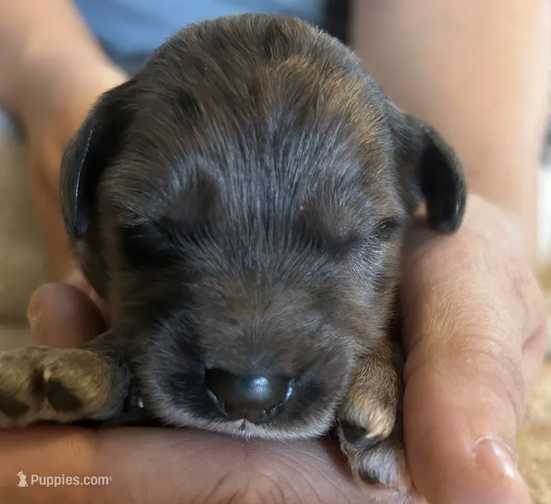 Merle male – Goldendoodle puppy for sale in Farwell, MI