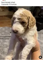 Cream parti female, a female Goldendoodle for sale in Farwell, MI – 2 of 4