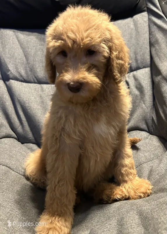 Female – Goldendoodle puppy for sale in Farwell, MI