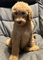 Female, a female Goldendoodle for sale in Farwell, MI – 1 of 1