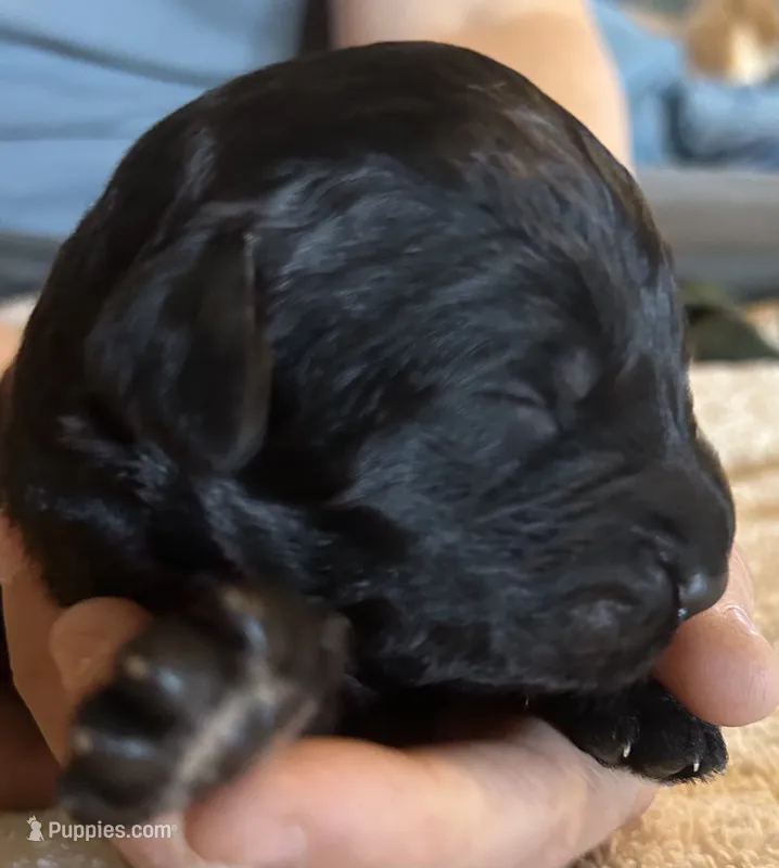 Black male – Goldendoodle puppy for sale in Farwell, MI