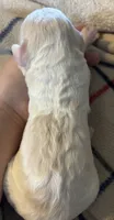 Cream parti female, a female Goldendoodle for sale in Farwell, MI – 2 of 2