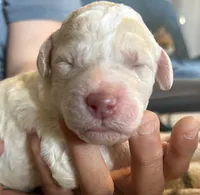 Cream parti female , a female Goldendoodle for sale in Farwell, MI – 1 of 2