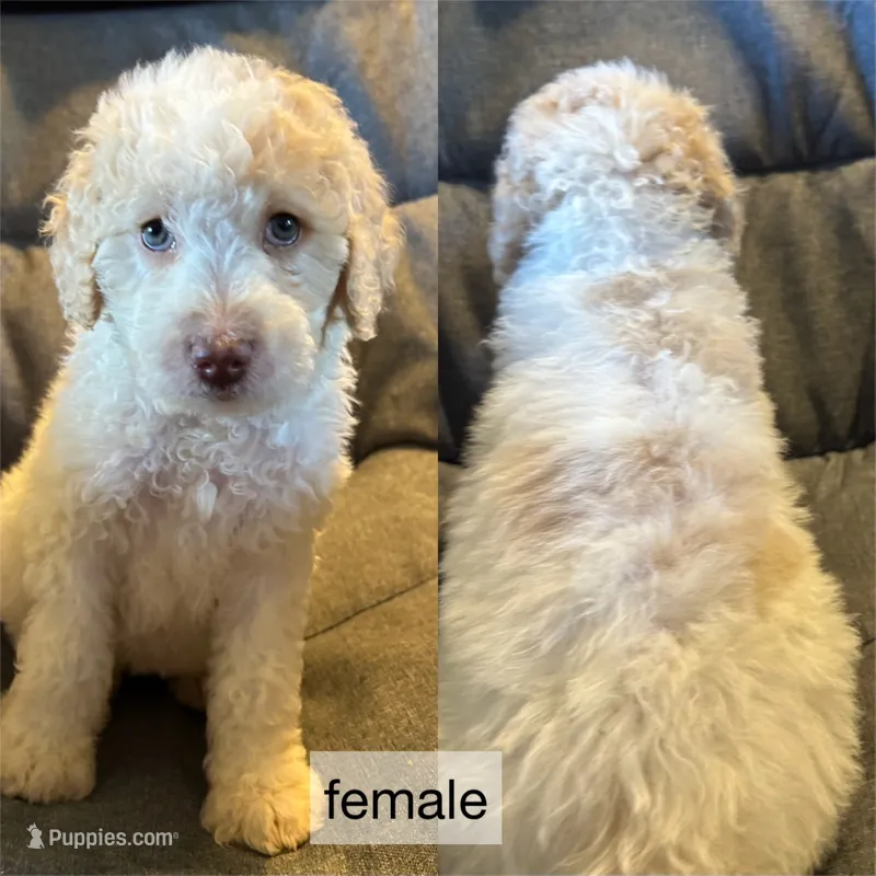 Cream parti female – Goldendoodle puppy for sale in Farwell, MI