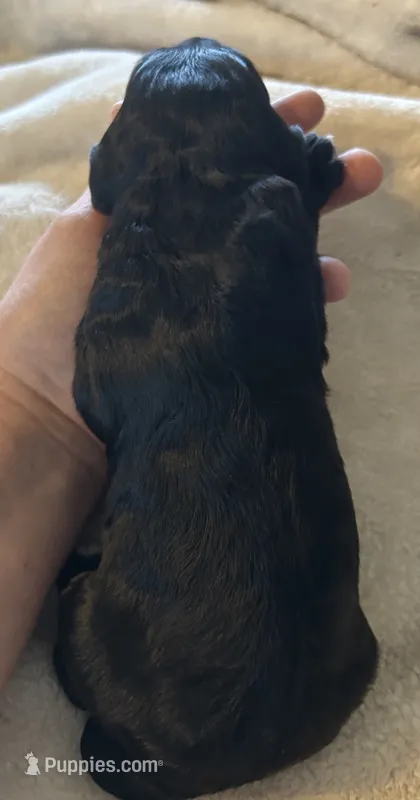 Black female – Goldendoodle puppy for sale in Farwell, MI