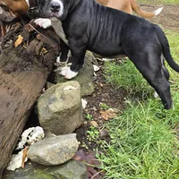 EL LOLA JUNIOR, a female American Bully for sale in Olympia, WA – Photo 6 of 8