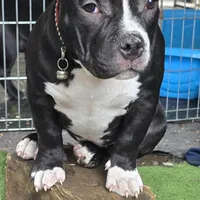 EL LOLA JUNIOR, a female American Bully for sale in Olympia, WA – Photo 8 of 8