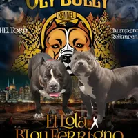 EL LOLA JUNIOR, a female American Bully for sale in Olympia, WA – Photo 7 of 8