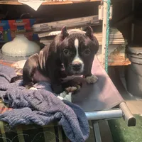 EL LOLA JUNIOR, a female American Bully for sale in Olympia, WA – Photo 5 of 8
