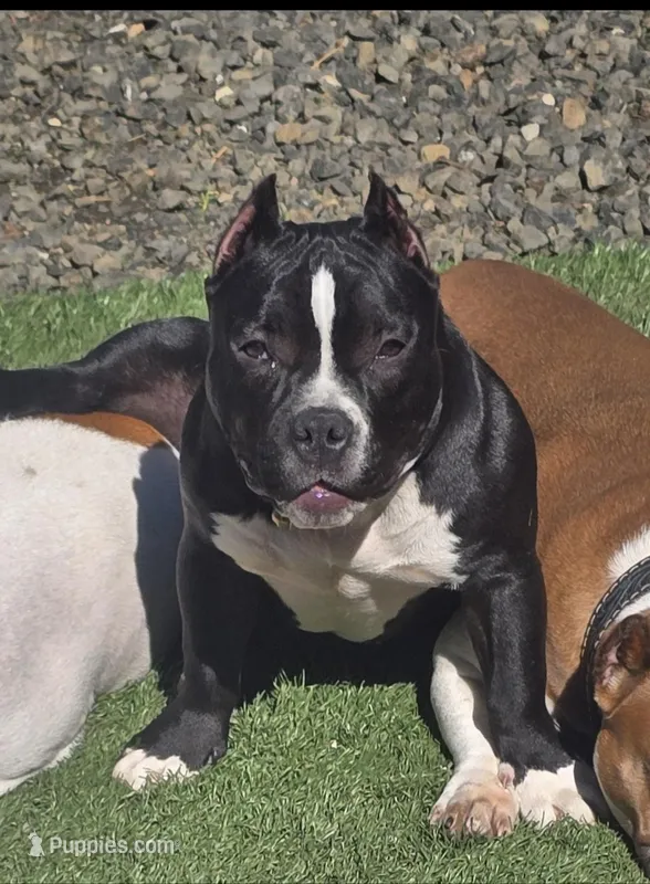 EL LOLA JUNIOR – American Bully puppy for sale in Olympia, WA