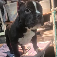 EL LOLA JUNIOR, a female American Bully for sale in Olympia, WA – Photo 2 of 8