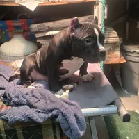 EL LOLA JUNIOR, a female American Bully for sale in Olympia, WA – Photo 4 of 8